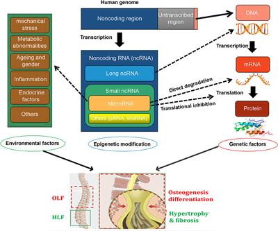 Dysregulation of MicroRNAs in Hypertrophy and Ossification of Ligamentum Flavum: New Advances, Challenges, and Potential Directions